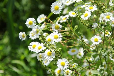 Chamomile Flowers Daisies - Free photo on Pixabay - Pixabay