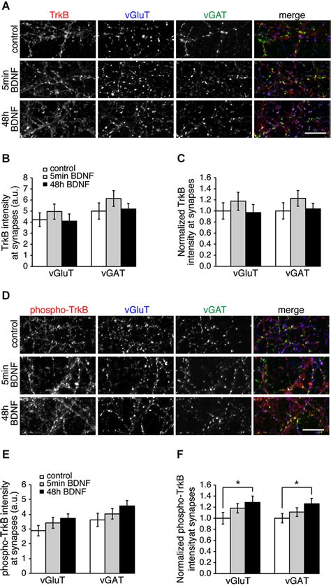 Levels Of TrkB And Phosphorylated TrkB Are The Same At Excitatory And