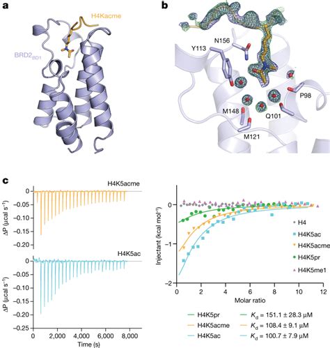 Human Bromodomain Brd Binds To Kacme A The Crystal Structure Of The