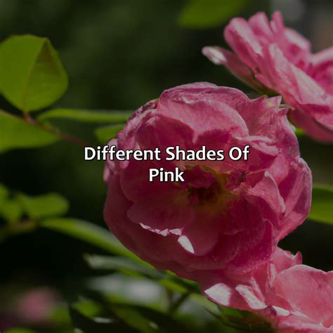 Different Shades Of Nude Colorscombo