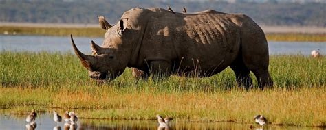 Masai Mara Animals | Animals in Masai Mara National Reserve