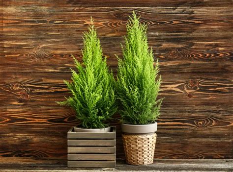 Lemon Cypress Plant Care And Growing Guide