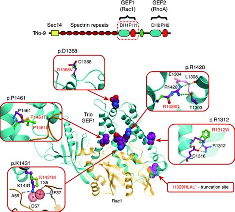 Predicted effects of ASD-related DH1 mutations on Rac1 activation. The ...