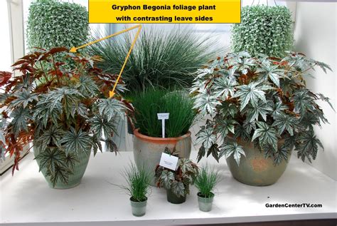 Бегония Грифон Уход В Домашних Условиях Фото – Telegraph