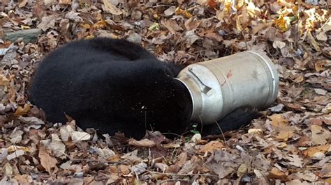 Tips For Basic Black Bear Baiting Liveoutdoors