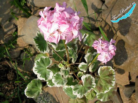 Пеларгония зональная пестролистная Chelsea Gem – С Байкала с любовью!