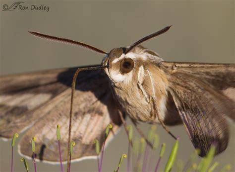 White Lined Sphinx Moth Hummingbird Moth Feathered Photography