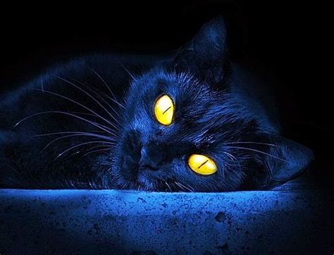 The Different Faces Of Cats From Hell Cool Stories And Photos