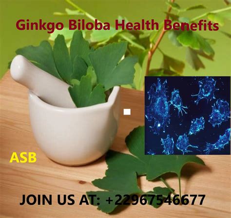 Ginkgo Biloba Health Benefits