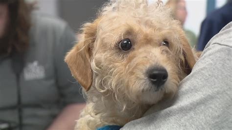 Humane Society Of Missouri Rescues 41 Dogs From Hoarder Conditions