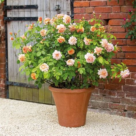 8 Shrub Roses That Will Grow Well In Pots - SONG OF ROSES