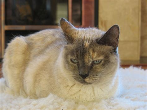 do cats have 9 lives