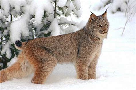 Eurasian Lynx Wild Cat In Bulgaria Bulgaria Bulgarian Eurasian