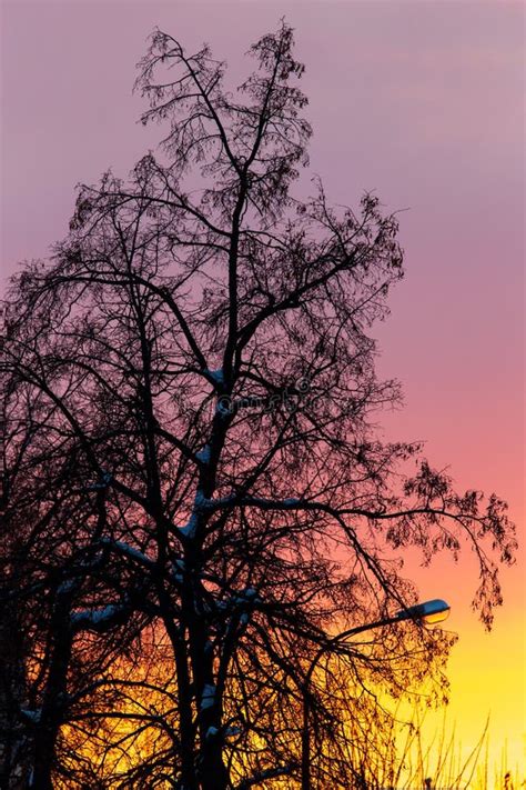 Naked Branches On A Tree Against A Sunset Sun Stock Photo Image Of Naked Orange
