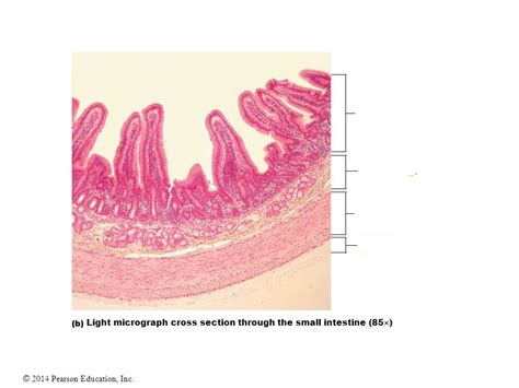 Cross Section Of The Small Intestine Diagram Quizlet