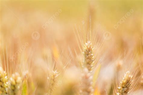 1 670 Cultivo De Trigo Fotos Imágenes e Fondo para Descarga Gratuita