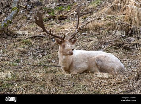 Albino Buck Deer Sits In The Forest Stock Photo Alamy