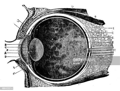 Cornea Diagram Photos and Premium High Res Pictures - Getty Images