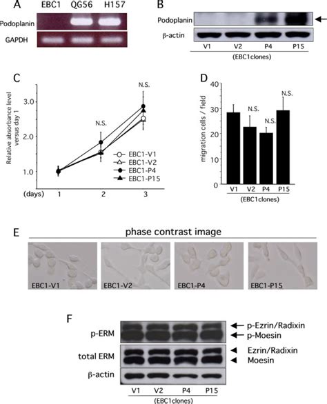 Effect Of Podoplanin Expression In Tumor Cells On Cellular Function In