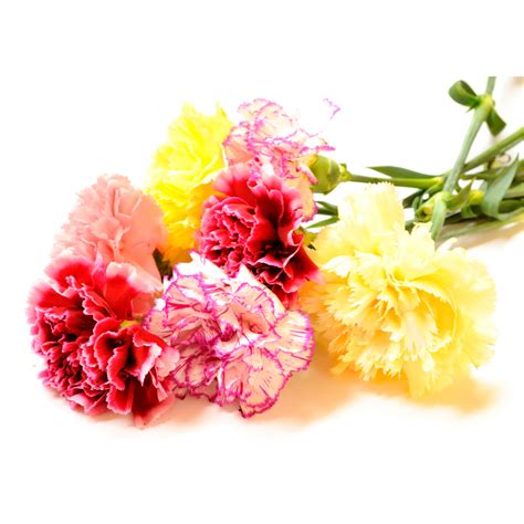 Shop Carnation Chabaud Mixed J Parkers