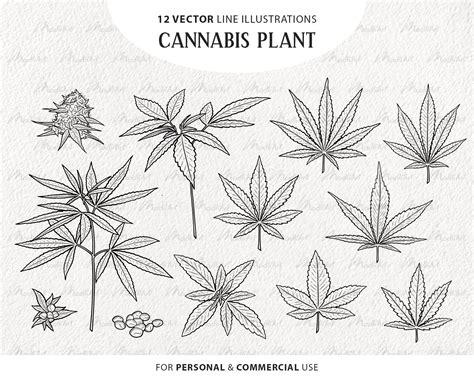 Cannabis Plant Clipart Bundle. 12 Vector Hemp Elements. - Etsy