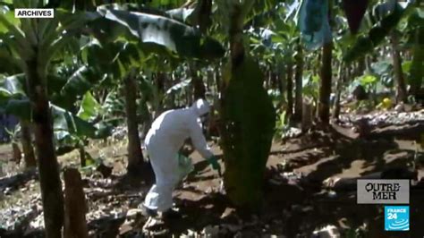 Scandale du chloredécone colère aux Antilles après le non lieu rendu