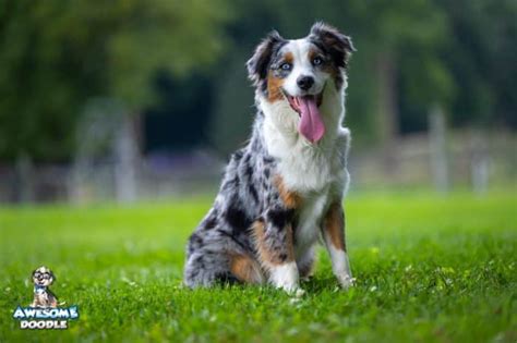 Our Pets Awesomedoodle