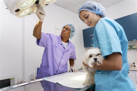 Cómo Generar Confianza Con Tu Equipo Veterinario