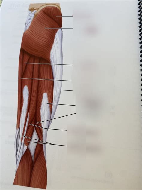 Posterior Lower Limb Diagram Quizlet