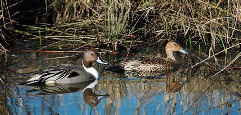 NW Bird Blog: Northern Pintail