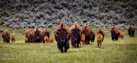 Bison of Yellowstone National Park | BrushBuck Wildlife Tours