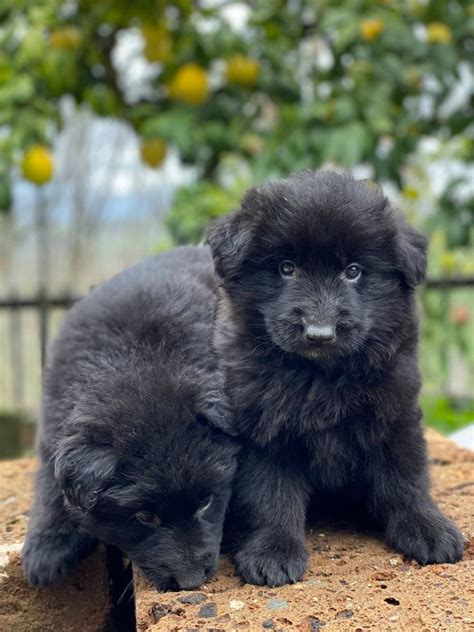 Il Cane Sui Mezzi Pubblici Cuccioli Pastore Tedesco Casa Falcone