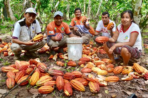Two Steps for Making Peruvian Cocoa Sustainable for the Long-Term