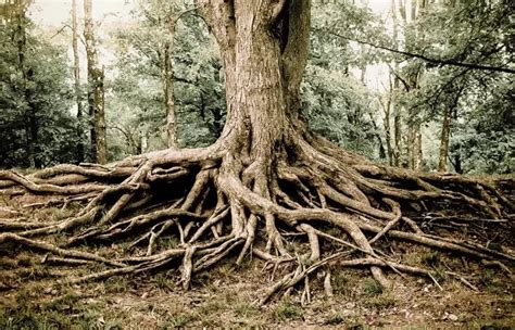 Корень дерева ... по-китайски, иероглиф корень дерева ... - Онлайн ...