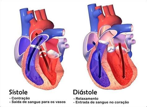 Movimento Do Coracao - Diferencie os movimentos do coração, sístole e diástole - brainly.com.br