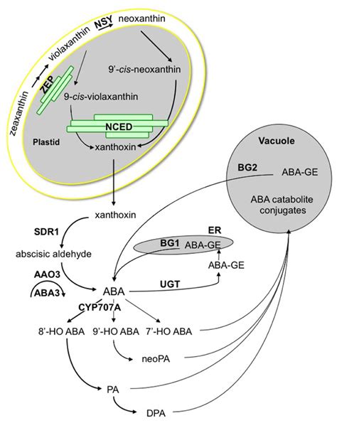 Frontiers Aba Crosstalk With Ethylene And Nitric Oxide In Seed Dormancy And Germination