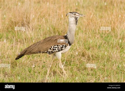Kori Bustard Ardeotis Kori Stock Photo Alamy