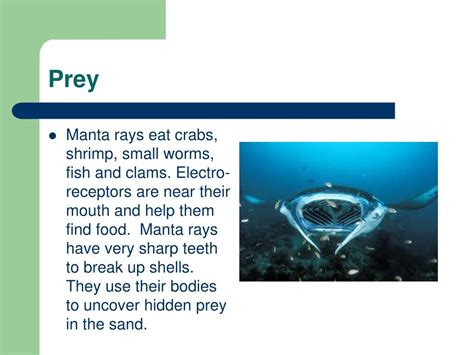 PPT - All About Manta Rays PowerPoint Presentation, free download - ID