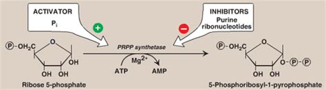 Purine Nucleotide Metabolism Lecture Part Of Chapter Flashcards