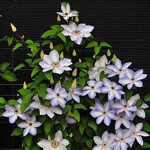 Клематис Иван Олссон - купить в интернет-магазине по лучшей цене с ...