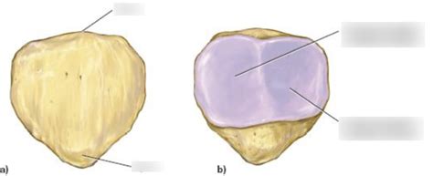 Patella Diagram Quizlet