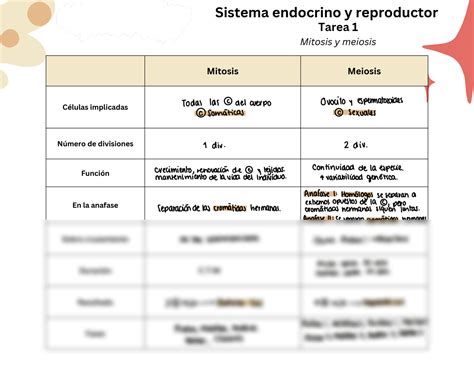 Solution Cuadro Comparativo Mitosis Meiosis Studypool