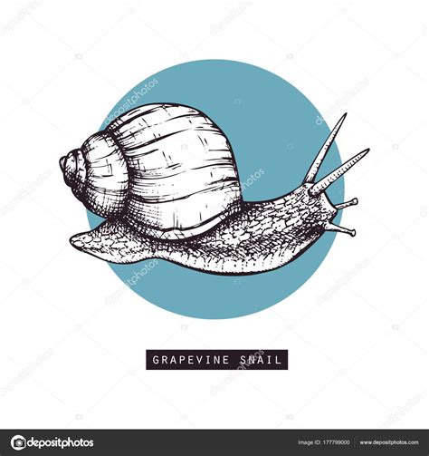 Vintage Snail Illustration