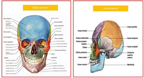 Nombres De Los Huesos De La Cabeza Humana Para Estudiar 54 Off