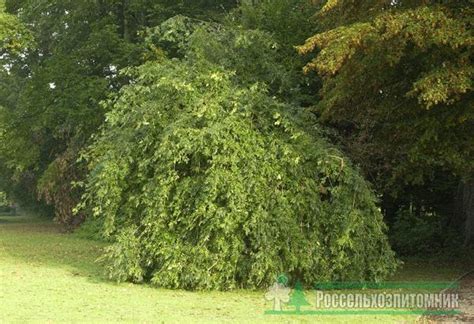 Ясень обыкновенный Пендула (Fraxinus excelsior Pendula)