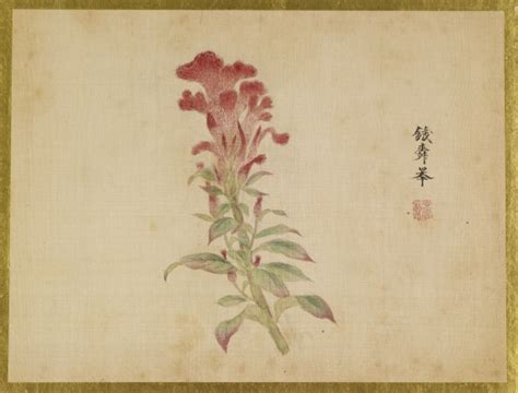 Coxcomb Flower 3516812 The Walters Art Museum
