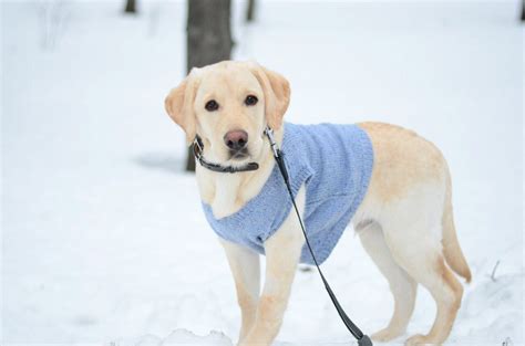 Одежда для лабрадора-ретривера (обзор, где купить) | «Дай Лапу»