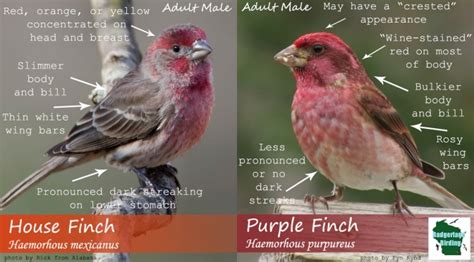 House Finch vs Purple Finch | Badgerland Birding