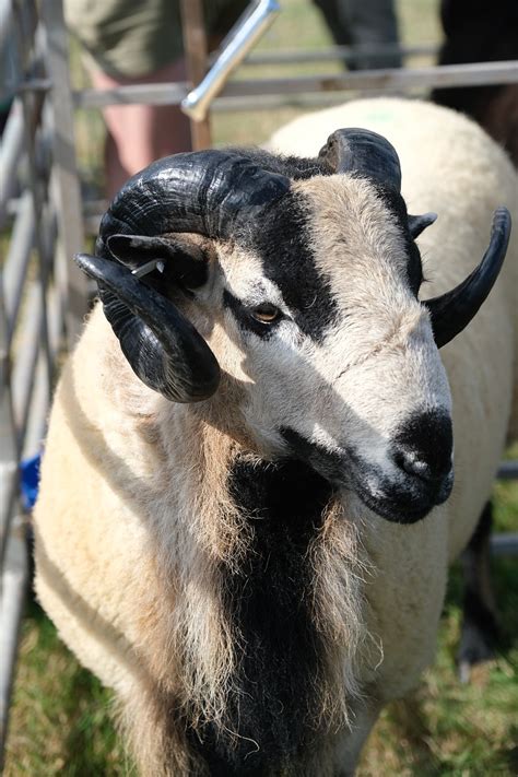 Oveja Animales Agricultura Foto Gratis En Pixabay Pixabay
