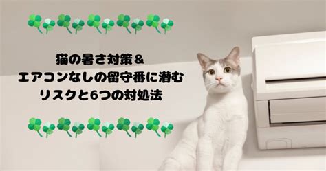 【夏の心配を解消】猫の暑さ対策＆エアコンなしの留守番に潜むリスクと6つの対処法 四つ葉のにゃんこblog